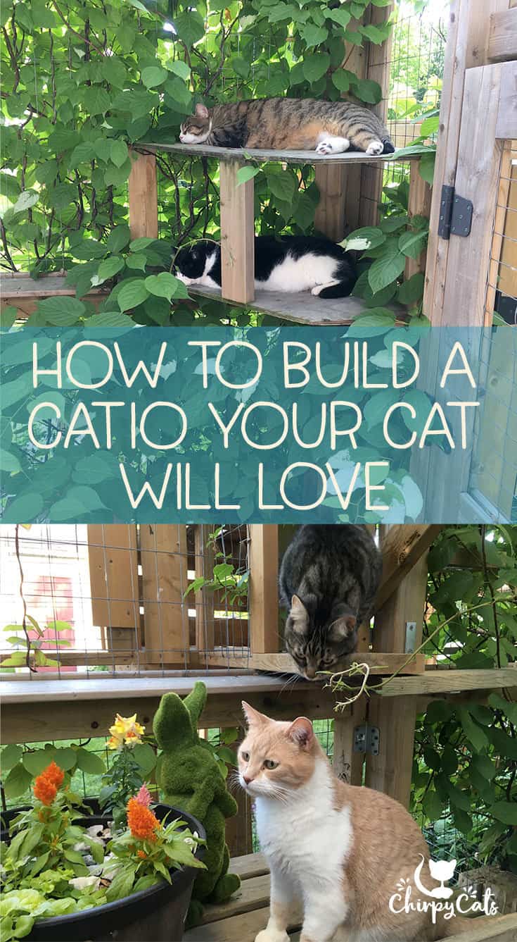 The perfect catio your cat will love
