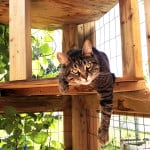 cat hanging out in catio