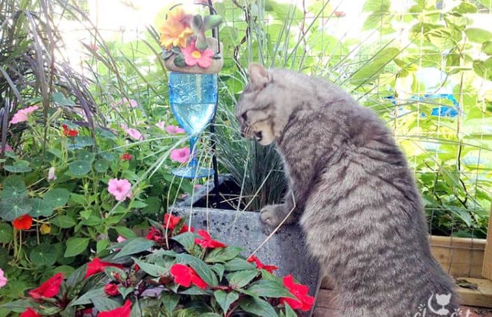 Create a cat garden that you and your cat will love