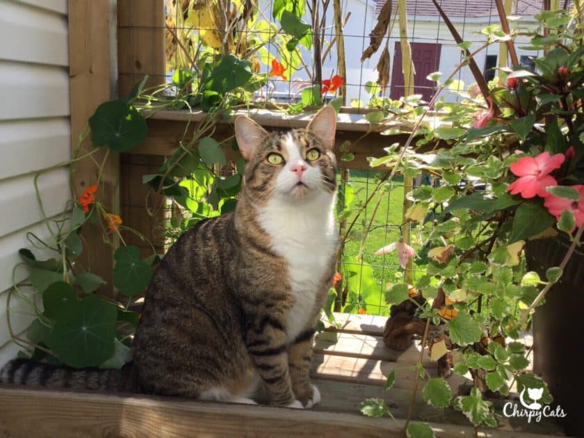 Charlie loves his garden and likes his picture taken next to the flower pots.