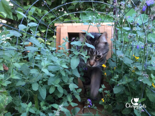 Cat among the catmint and catnip