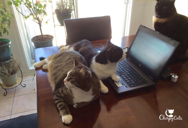 Cats on laptop