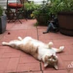 Cat lies on his back