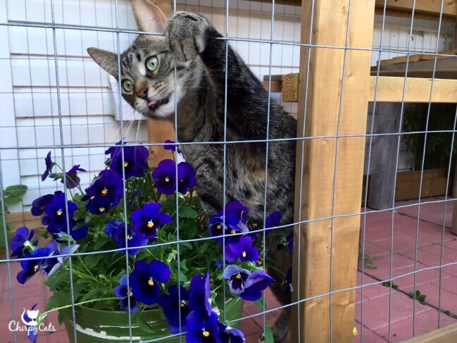 Ollie the cat wants all the pansies for himself
