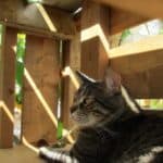 Ollie the cat relaxes in the shaded condo