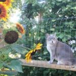 cat sits near sunflowers in catio
