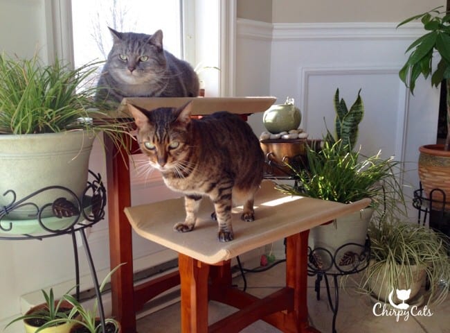 Cats lounging on their cat seat