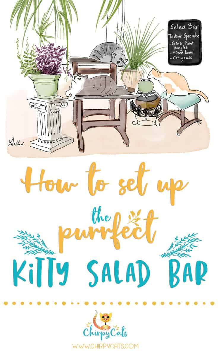 How to Prepare the Perfect Kitty Salad Bar