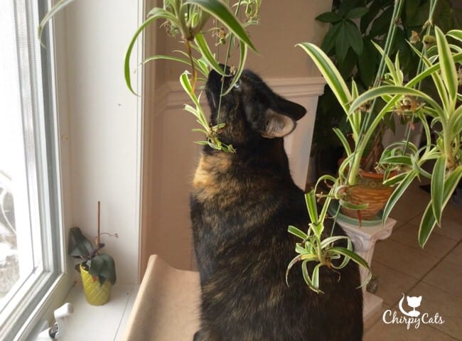 cat and spider plant