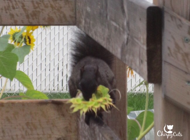 Squirrel eats sunflower