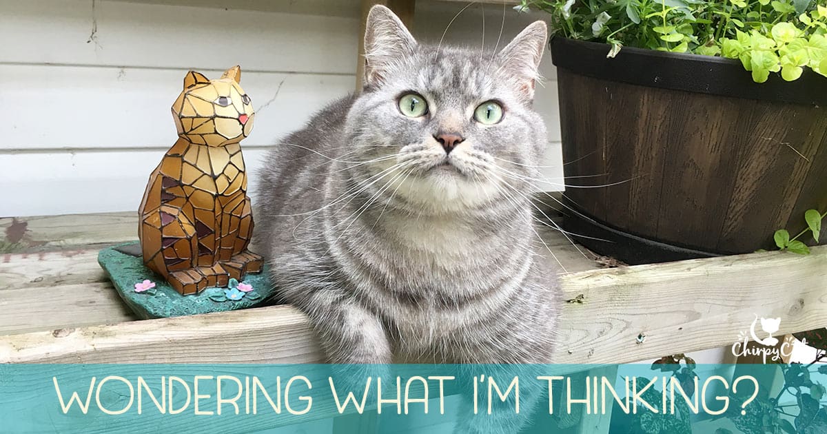 What Is Your Cat Really Thinking? 