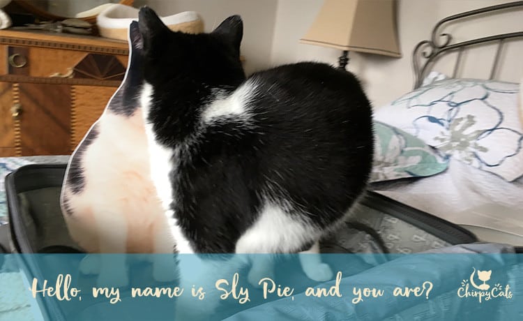 Packing for BlogPaws with Sly Pie cat