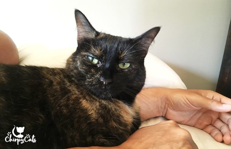 Tortie cat with her cat daddy