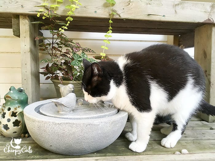 cat drinking at water fountain