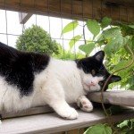 sly pie cat climbs the catio ramps