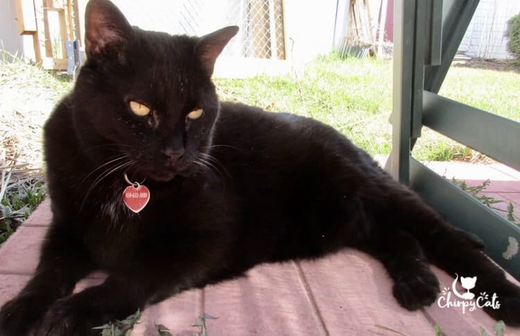 Black cat sitting on patio