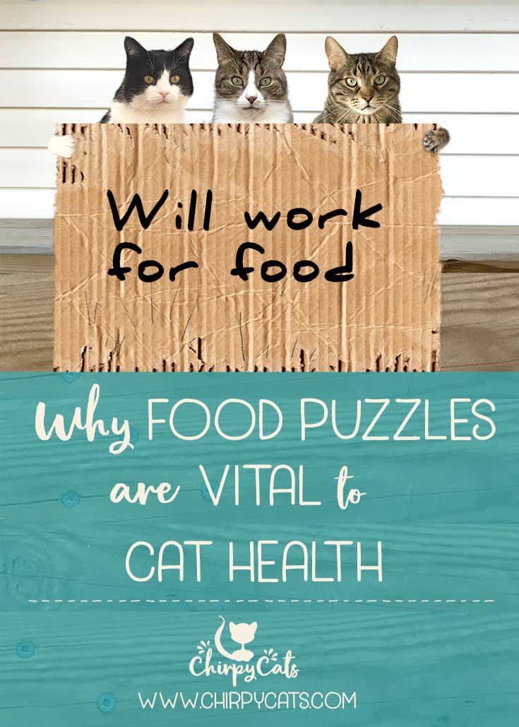 Why Food Puzzles are Vital to Cat Health and Obesity Prevention