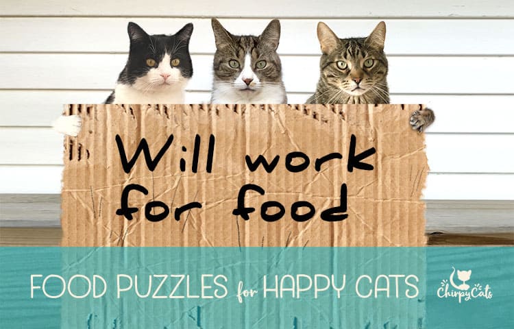 Food puzzles are important for your cat's health.