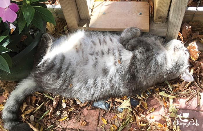 cat lies in autumn leaves