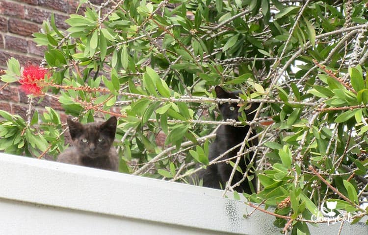 black kittens on roof