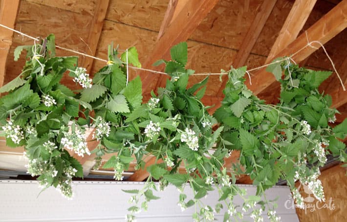Drying catnip in the shed for a period of four months