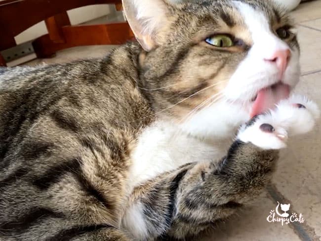 grooming cat licking paws
