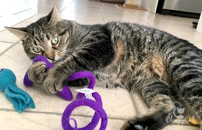 Ollie the cat plays with his new purple snake toy