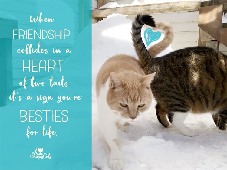 heart of tails wordless wednesday