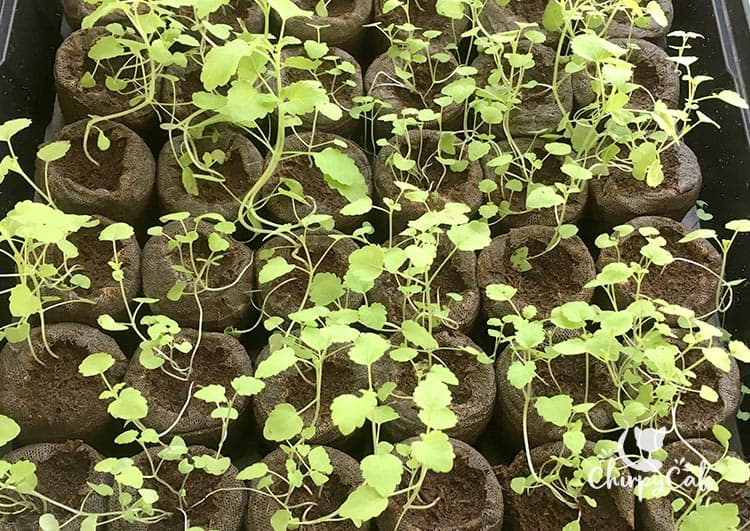 Catnip sprouts are thriving indoors. Step-by-step guide on growing catnip from seed