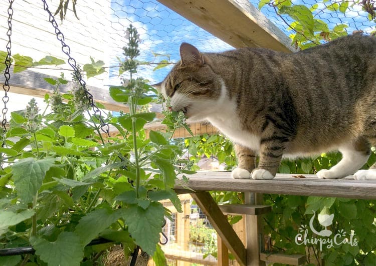 Charlie the cat loves to prune to catnip hanging basket. How to grow catnip.