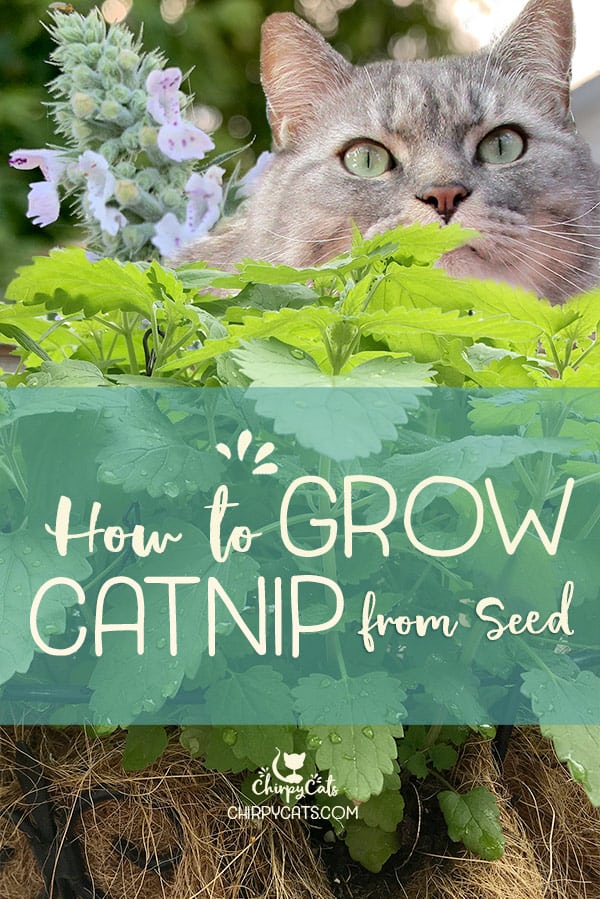 How to grow catnip from seed without a green thumb