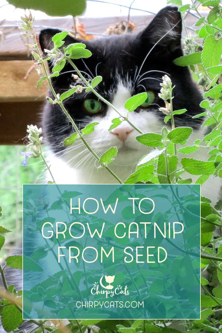 How to grow catnip from seed without a green thumb