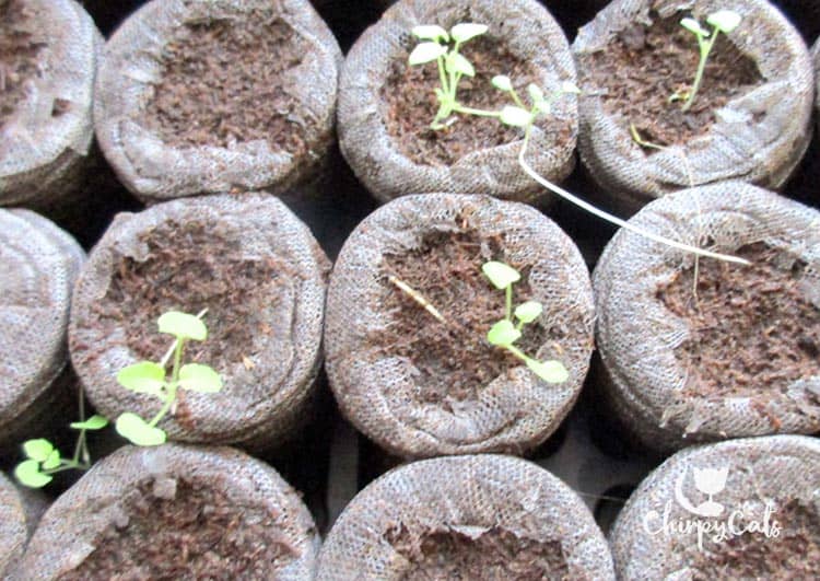 catnip seedlings sprouting. A guide on growing catnip from seed