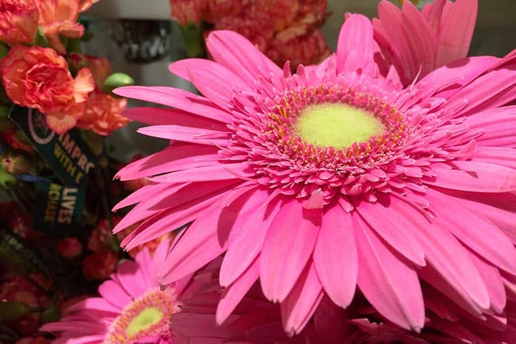 gerbera daisies are non-toxic to cats