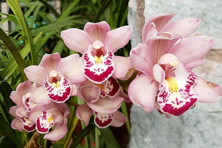 orchids are non-toxic to cats
