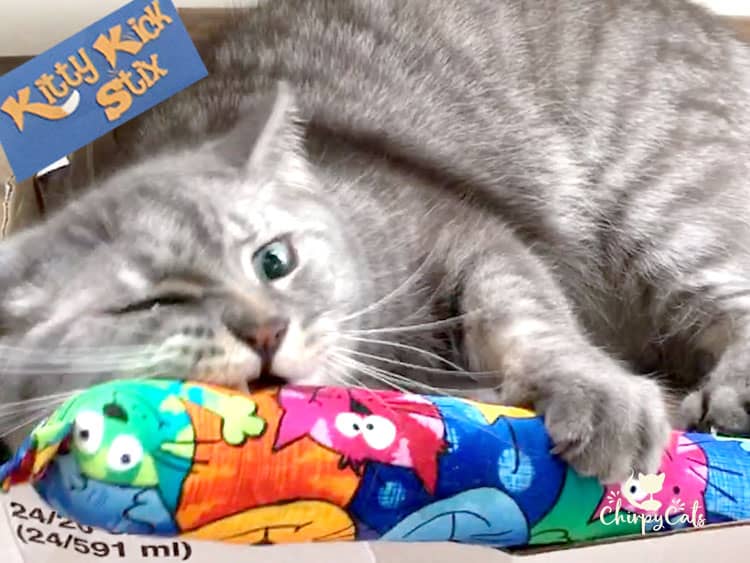 Mr. Jack the cat playing with his Kitty Kick Stix kicker toy