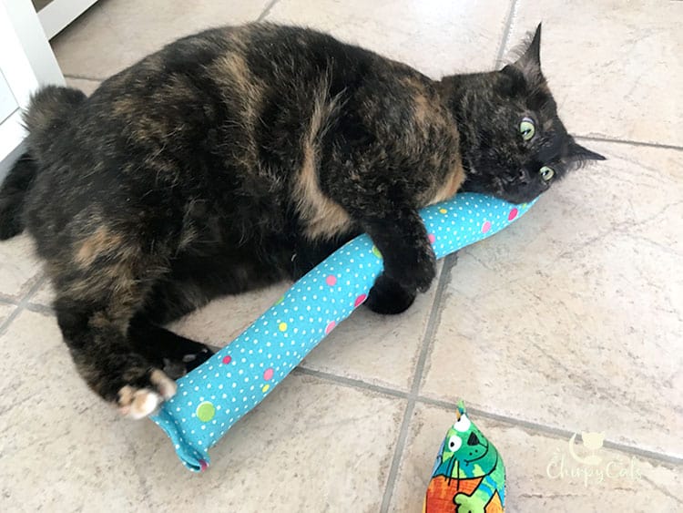 scout tortie cat doing bunny kick with toy