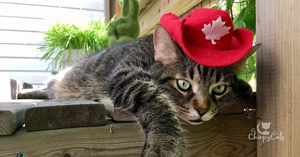 Happy Canada Day from the Chirpies