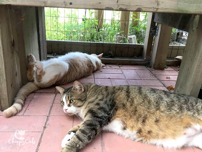 cats seek the cool shade under the wooden bench in the catio