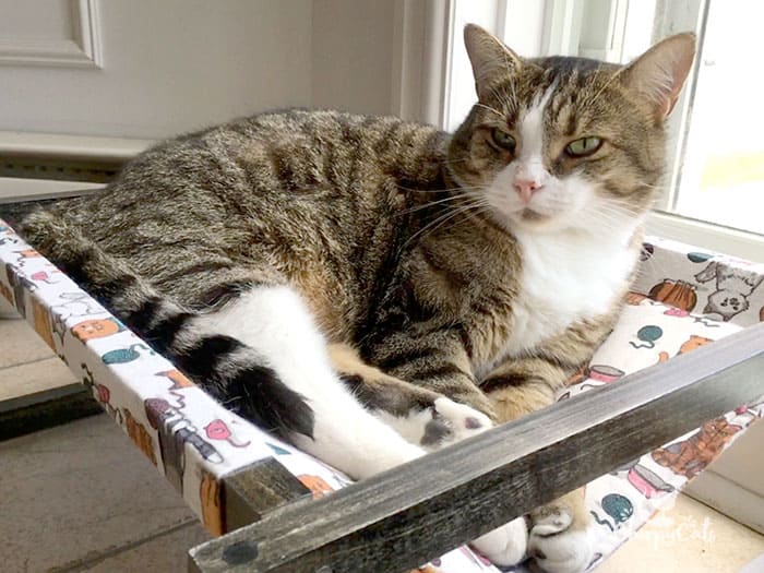 A cat hammock that will keep kitty cool