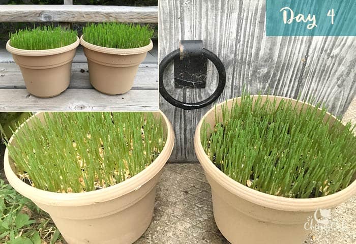 Growing cat grass for your cat