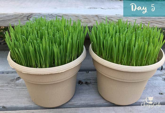 How to cat cat grass at any time of the year for your indoor cat