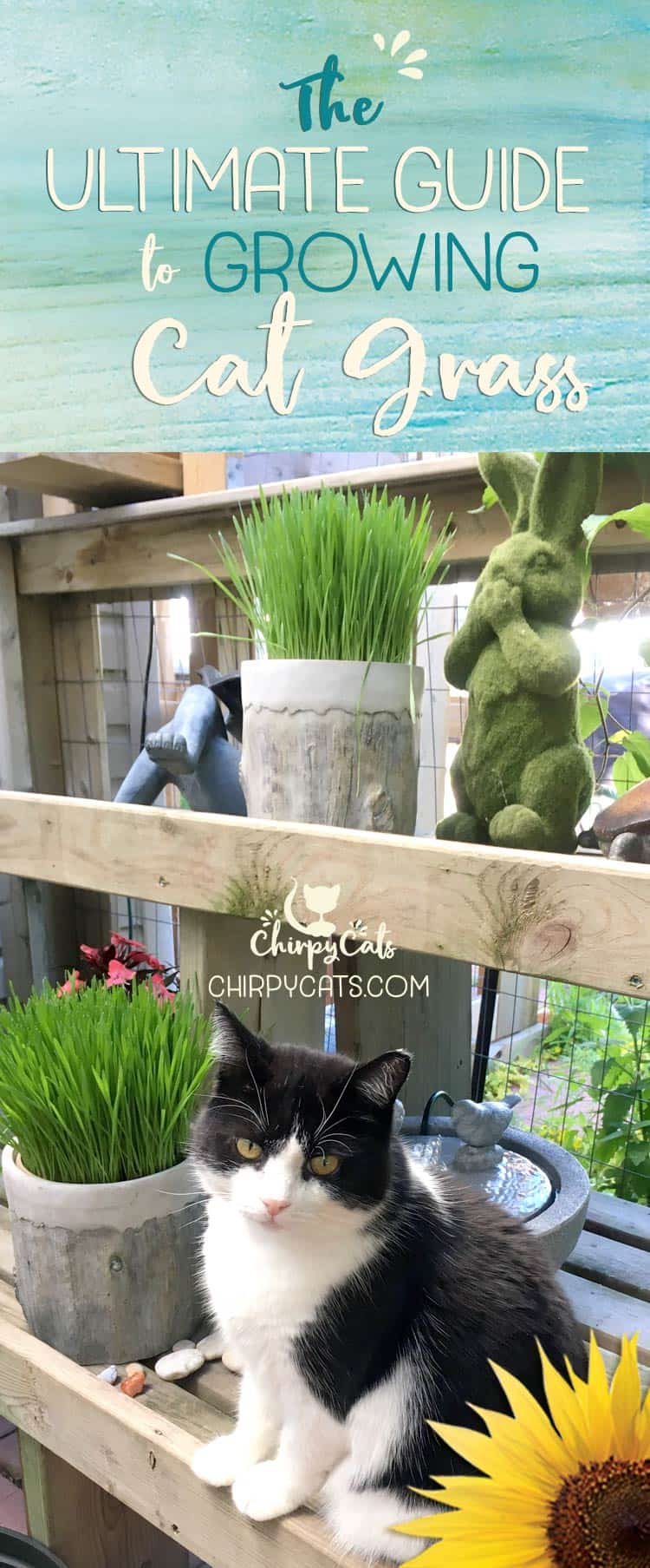 How to grow cat grass indoors