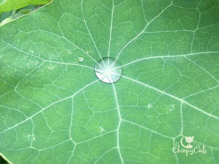 A water droplet on a leaf, when will it rain?