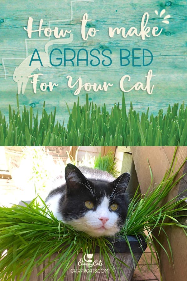 How to make the perfect cat bed for afternoon catnaps