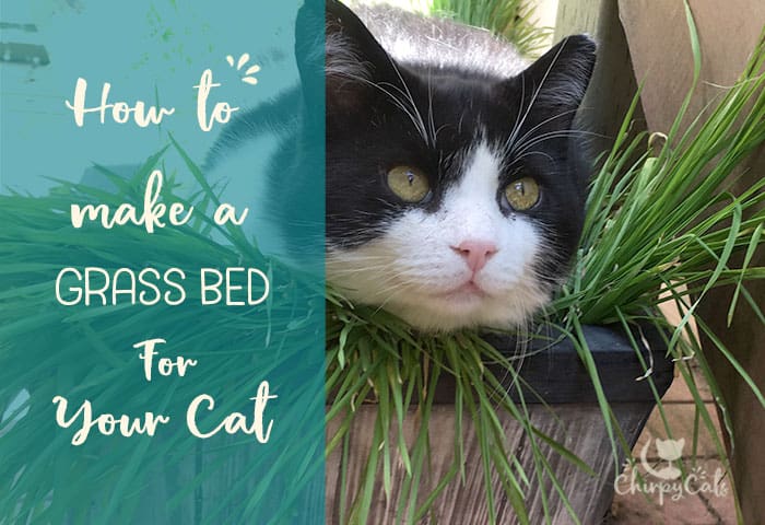 A cat grass bed for your cat