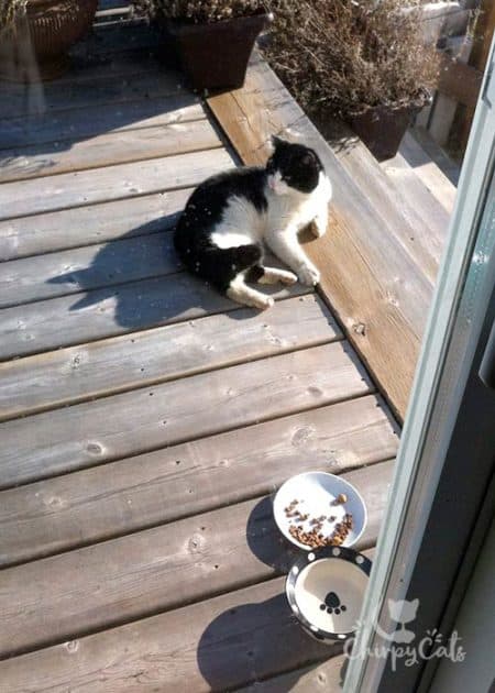 Cat relaxing on deck next to food bowls