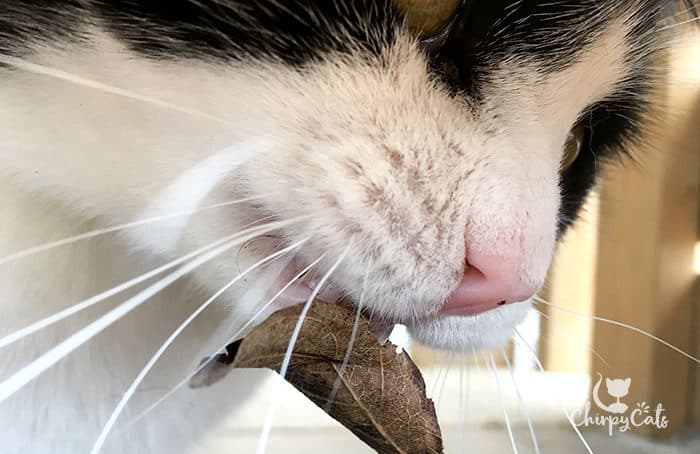 Closeup of cat eating a leaf