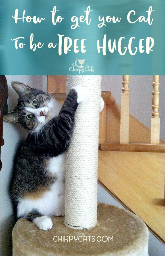 How to Train your Cat to be a Tree Hugger