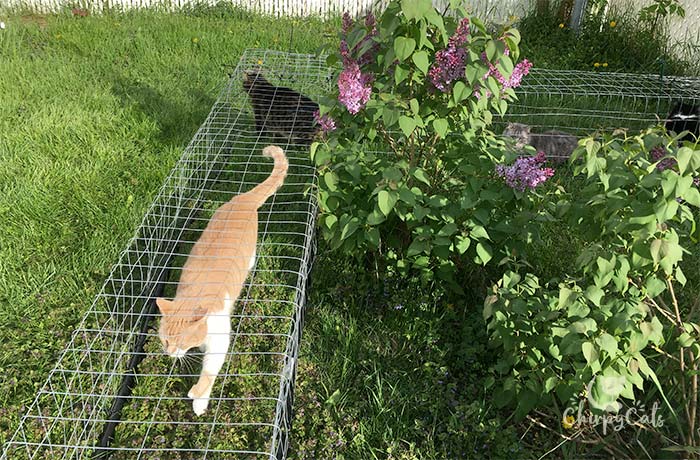 Simple outdoor cat tunnels installed on the grass for cats to explored